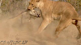 Active Hunt: Lioness Uncovers Warthog Burrow and Digs it Out