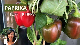 Paprika im Topf anbauen - 9 Tipps und es gelingt 🫑