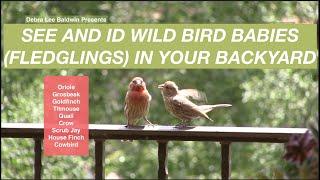 Recognize Baby Birds (Fledglings) in Your Backyard