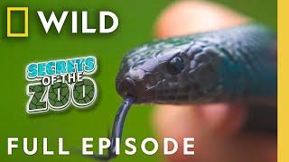 Snakes in Love (Full Episode) | Secrets of the Zoo: Tampa | Nat Geo Animals