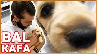 BAL KAFA!  Eve Yeni Gelen Yavru Köpek İle Nasıl İlgilenilmeli?  #inanoğlu