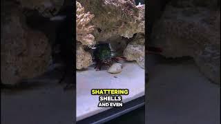 This Tiny Creature Punches Like a Bullet #animals #shorts #facts