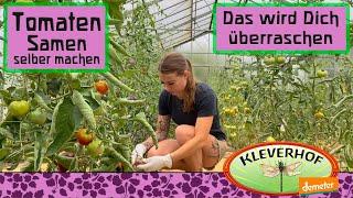 Tomatensamen selber machen: 7 Überraschungen. Auch für Experten!