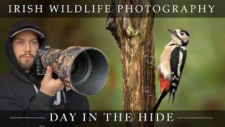 *WOW* - Irish Wildlife Photography Hide !