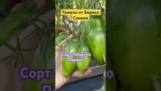 ЗАКАЗАТЬ СЕМЕНА: https://tomatboris.ru/?ysclid=ln76xla4la47180728