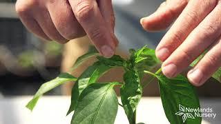 When is a good time to start feeding your Chilli plants? - Newlands Nursery