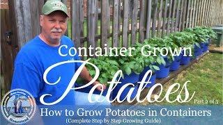 How to Grow Potatoes In Containers (Complete Step by Step Growing Guide) Part 2  of 3