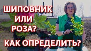 Как определить поросль шиповника на розе? Вместо розы вырос шиповник. Что делать?