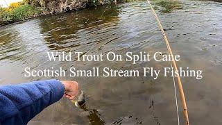 Wild Trout On Split Cane.  Scottish Small Stream Fly Fishing