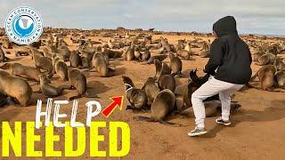 Rescue or Disturbance? The Seal Dilemma