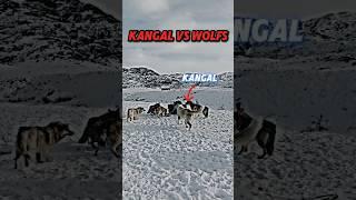 kangal vs wolf #trending #animals #wildlife #dog #kangal