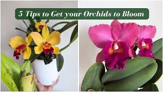 Top 5 Mistakes Orchid Growers Make (& Solutions for Beautiful Blooms)  