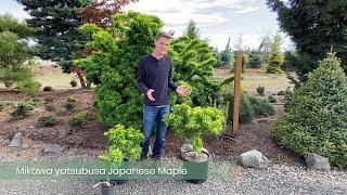 Mikawa yatsubusa Japanese Maple from Conifer Kingdom