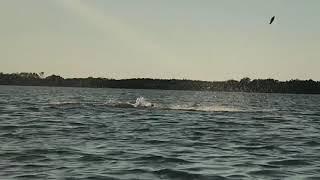 Shell Key Dolphin SLAPS Fish Out of Water!