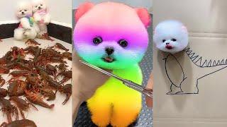 Tik Tok Chó Phốc Sóc Mini  Funny and Cute Pomeranian #213