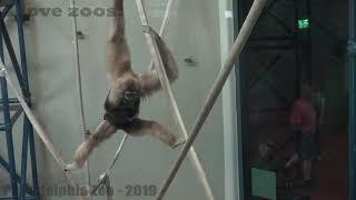 Philadelphia Zoo Gibbon Mother and Baby Early Afternoon Routine