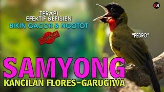 SAMYONG NTT BURUNG 1001 SUARA GACOR MP3 SAMYONG BIRAHI