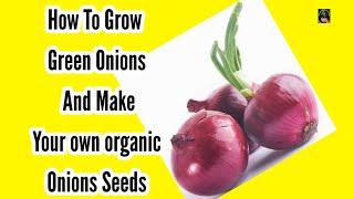 How To Grow Onions From Onions | Grow Onion For Onions Seeds | Piyaz Ka poudha kisy Lagaen