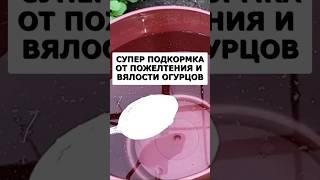 Супер подкормка от пожелтения и вялости огурцов. Собираю огромный урожай #огород #дача #сад #урожай