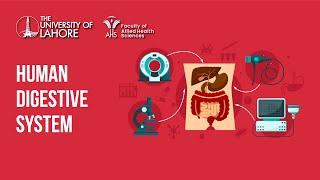 Learn About Human Digestive System Animation | Faculty of Allied Health Sciences, UOL Lahore