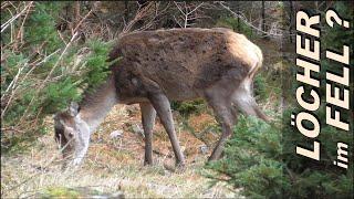 heimisches Rotwild - Löcher im Fell ?