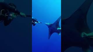 Brave Divers Save a Manta Ray's Life!