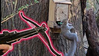 Squirrel Hunting w/ 80lb Pistol Crossbow......M48 Hell Hawk