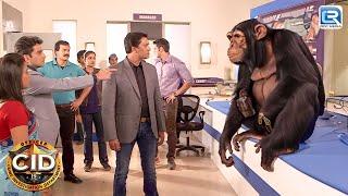 CID Team को है एक Monkey Man की तलाश | Best Episode | Best Of CID | Full Episode