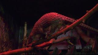 Pangolins at Brookfield Zoo!