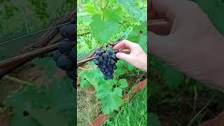 обзор моего виноградника, сорт киш-миш Юпитер.#виноградник  #виноград