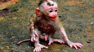 Oh God.!! Cute newly baby monkey // what happened baby Lily, why mom don't give more milk...