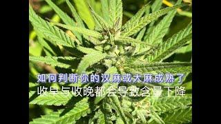 大麻和汉麻收割的时机 | 如何判断大麻汉麻成熟了？