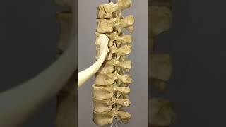 How does a rib articulate with thoracic vertebrae?