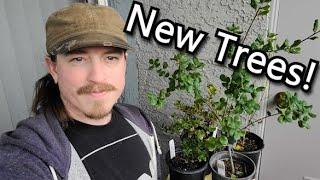 New Trees for Bonsai