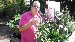 Herbaceous Perennials | Glebe Garden Centre Leicester