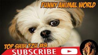 top #1 Funniest Shih Tzu Videos #4