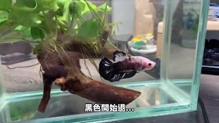 PK鬥魚洗色紀錄(Pk betta)