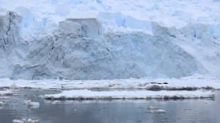 Orcas team hunting in Antarctica