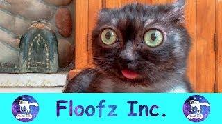 The Best of Floofz Inc. Last 60 Videos I Part 2!