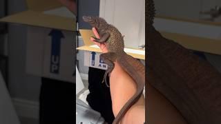 Reptile Unboxing!  #reptiles #reptile #unboxing #aquaterra #aquaterraexoticpets