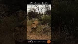 Heart pounding Kalahari Lion Ambush: Surviving the Unexpected #shorts