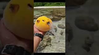 I bet you haven't seen mango-flavored pufferfish #beach  #animal #puffer #fish #cute #mango #yellow