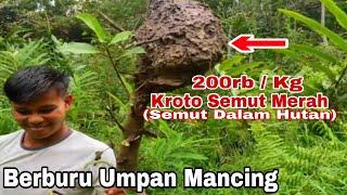 200 RIBU/Kg ‼️ Mencari Kroto (Telur Semut), Buat Campuran Umpan ,Untuk Mancing Ikan Mas Di Danau