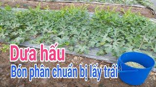 Cách trồng dưa hấu: P14-Bón phân chuẩn bị lấy trái