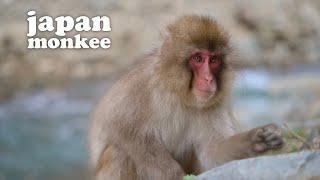 the snow monkeys of nagano japan (in japan!)