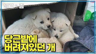 “아침에 누가 버리고 가던데?” 누군가 당근밭에 몰래 버리고 갔던 개. 다행히 너무 좋은 보호자를 만나 견생역전한 개들 근황｜세상에 나쁜 개는 없다｜알고e즘