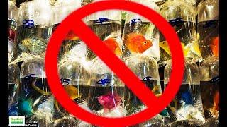 BAD AQUARIUM ADVICE: Top 5