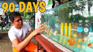 GOLDFISH grow out contest | 90 Days challenge