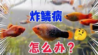 这条鱼炸鳞了，为什么？怎么办？我又一次干瞪眼，没办法