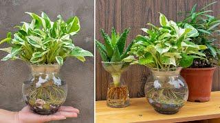 Propagation of Marble Queen from branches,Create beautiful potted plant to dispel stress and fatigue